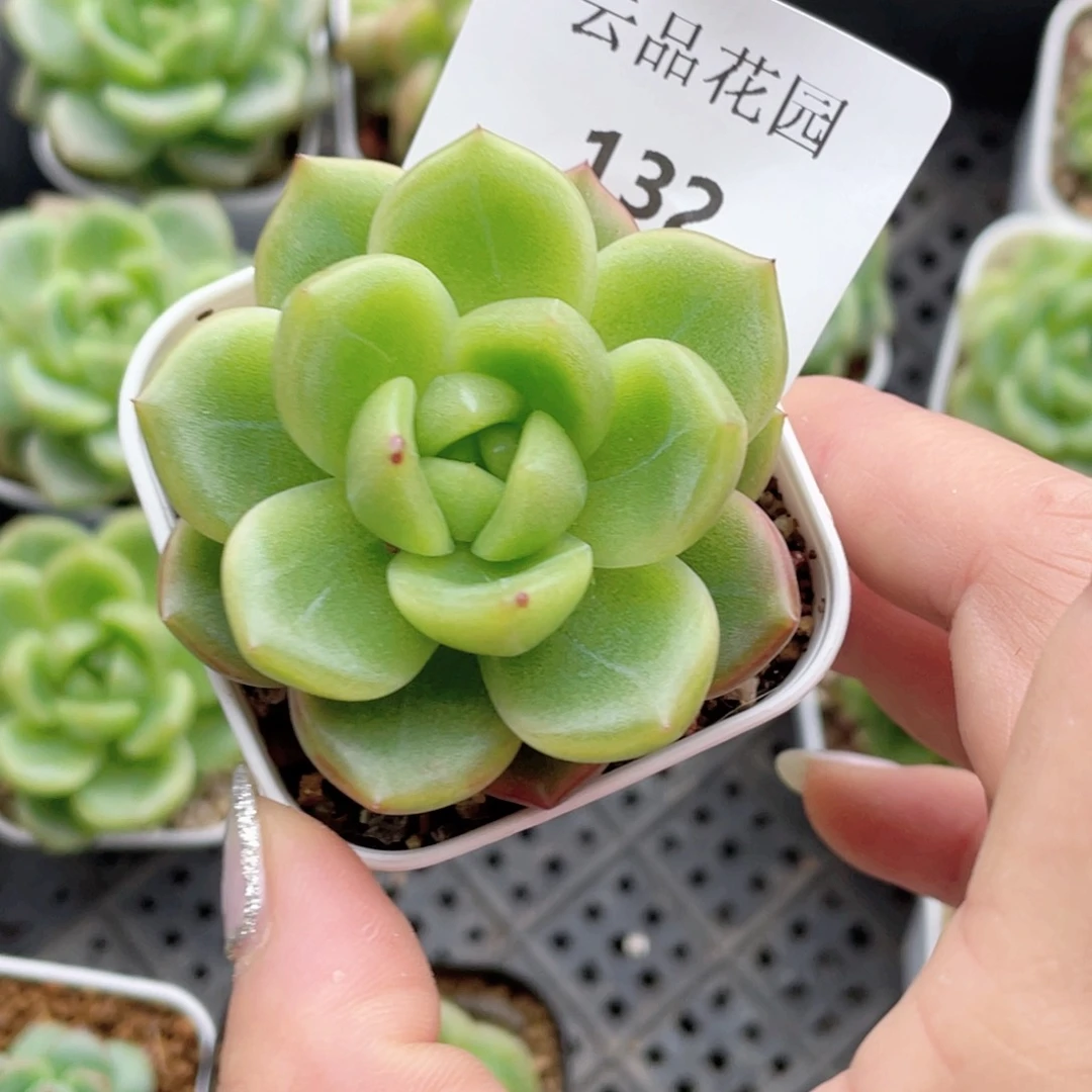 貓***婲132号糖心冰心珍妮 灯芯珍妮