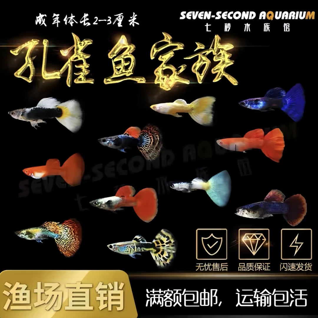 纯种孔雀鱼小型观赏鱼淡水鱼好养耐活热带鱼天使鱼斑马鱼小鱼鱼苗