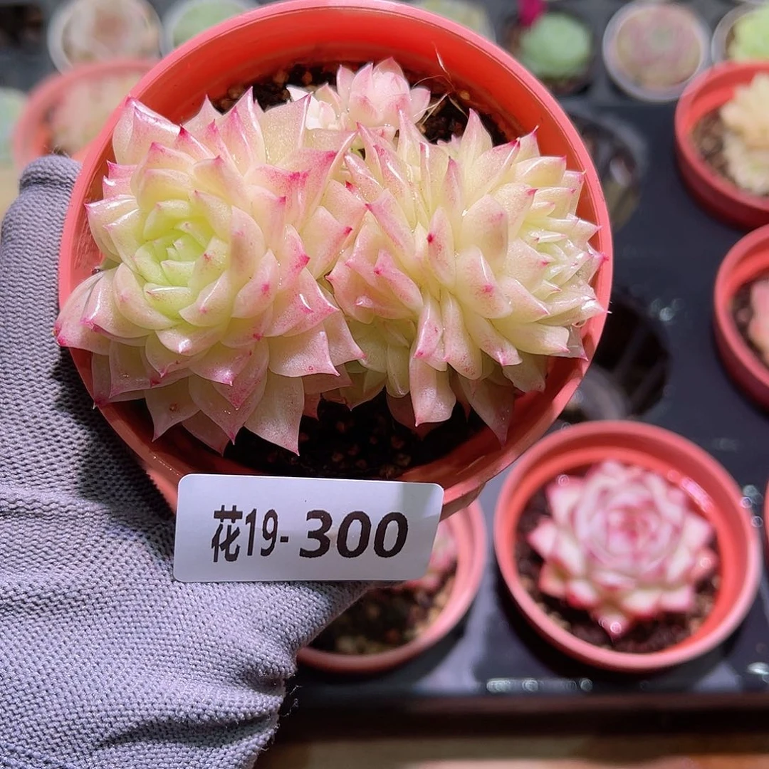 花19-300幻影双头