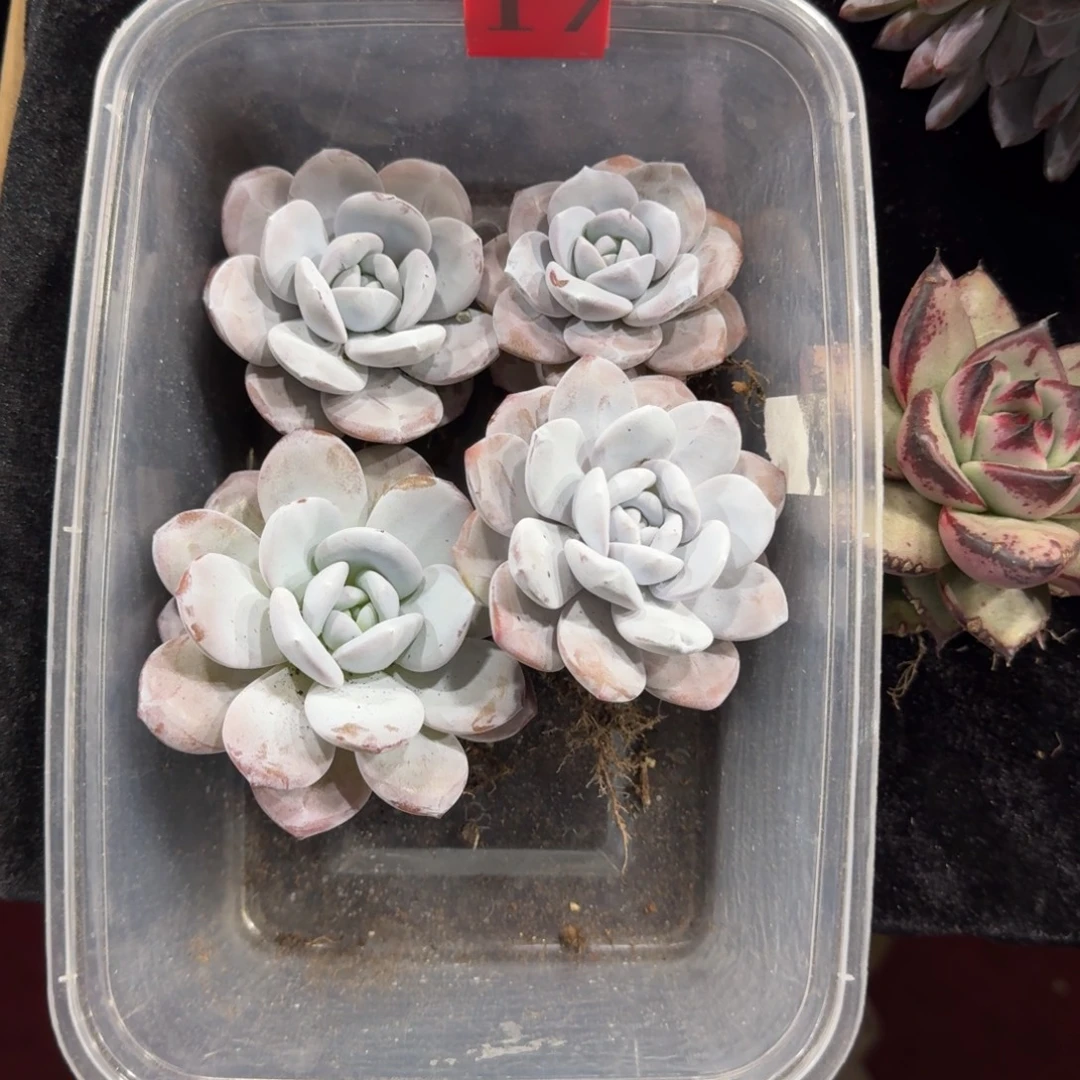 ****肉雪莲四颗一起一物一拍17