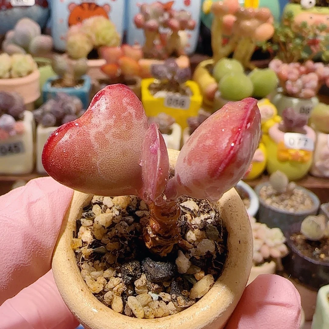 T爱心水泡盆口3cm