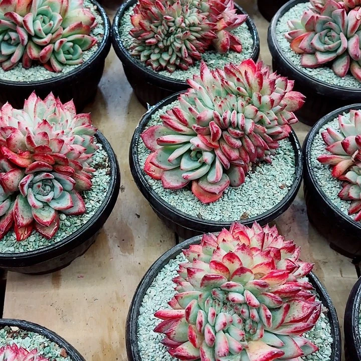 红拉糖缀化带胸花精品多肉