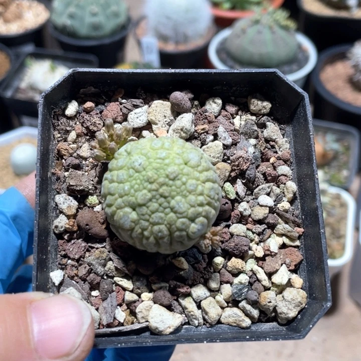 143实生凝提玉仙人球