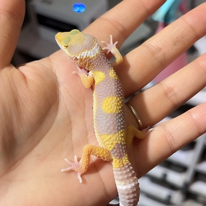 爆***刺豹纹守宫72小时加热包加苗