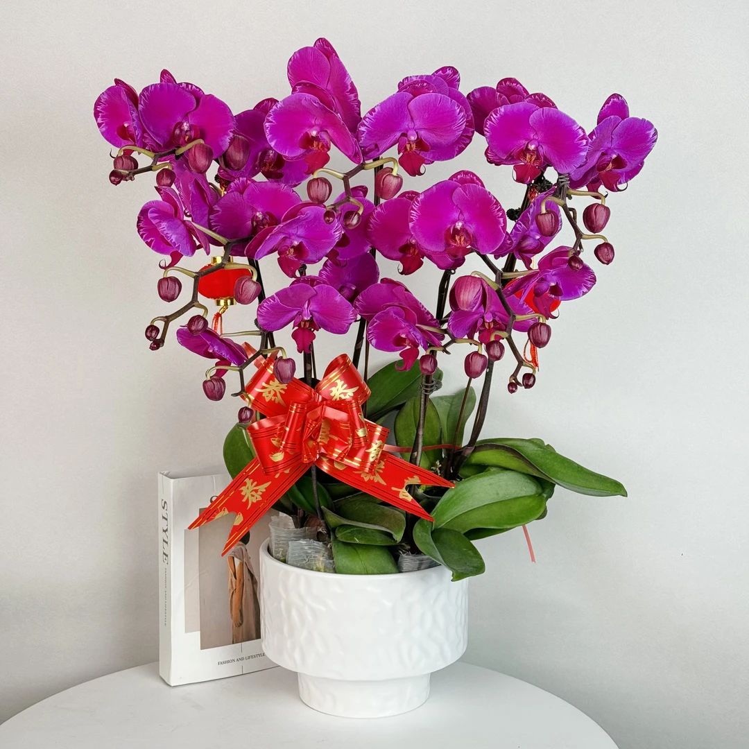 蝴蝶兰【鸿运当头】大花型高档大气紫红色丝绒质感花瓣 基地直发5-5