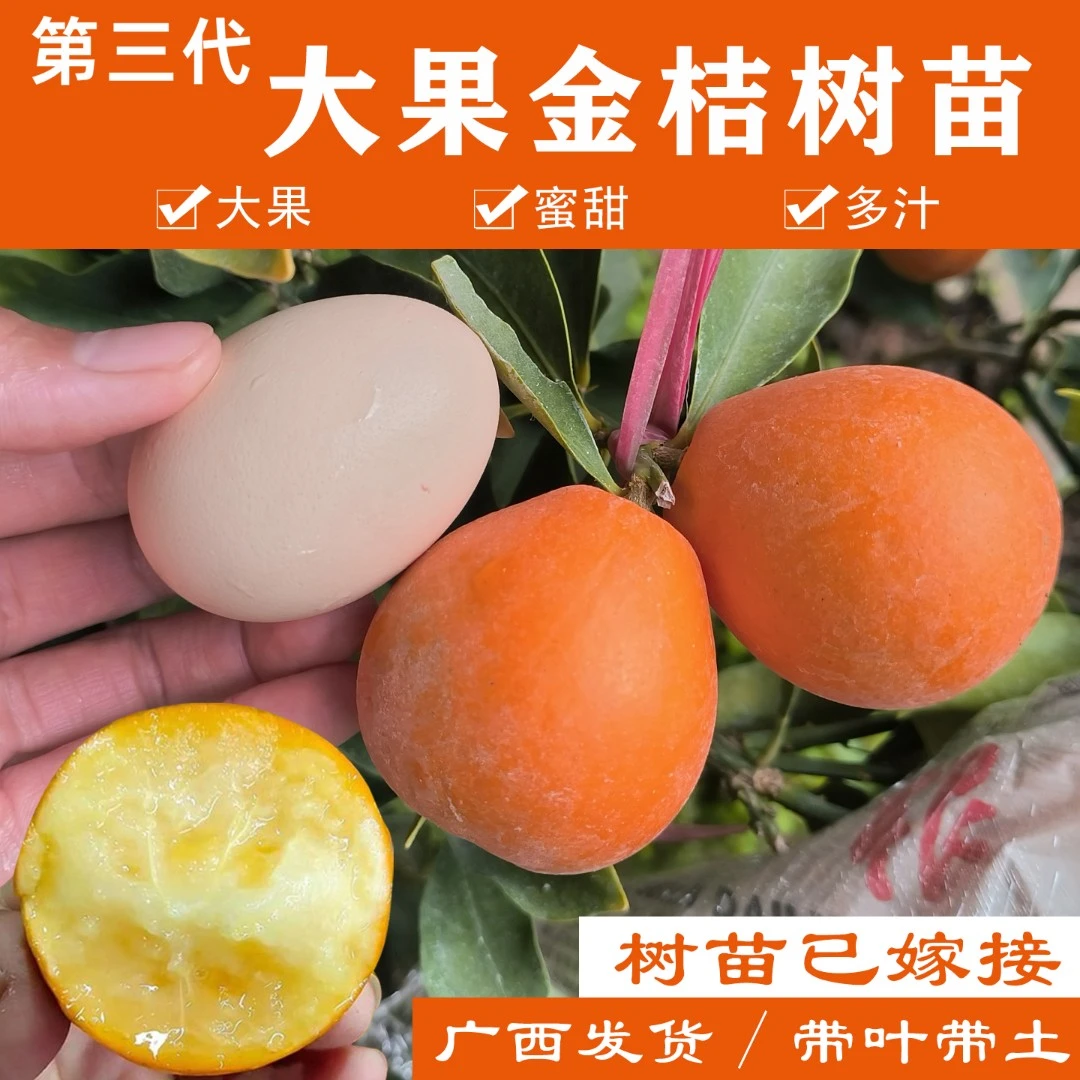 广西第三代大果金桔树苗大果蜜甜金桔嫁接苗庭院阳台四季种植