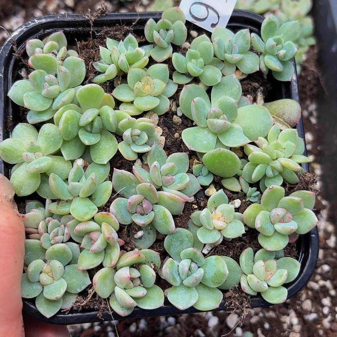 多肉植物多肉植物918
