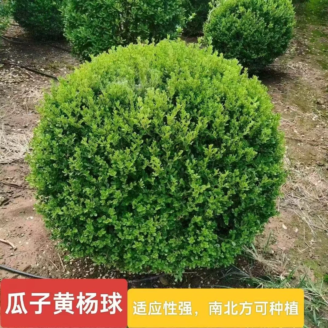 小叶瓜子黄杨球丛生万年青四季常青地栽庭院别墅花坛耐寒绿化植物