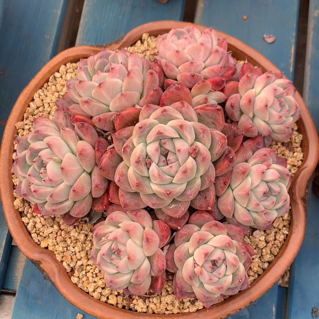 阿尔巴佳人老桩捧花一物一拍