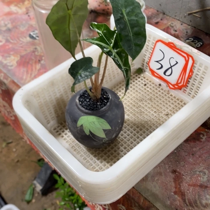 栀***开无花朵退款拉黑拉黑38