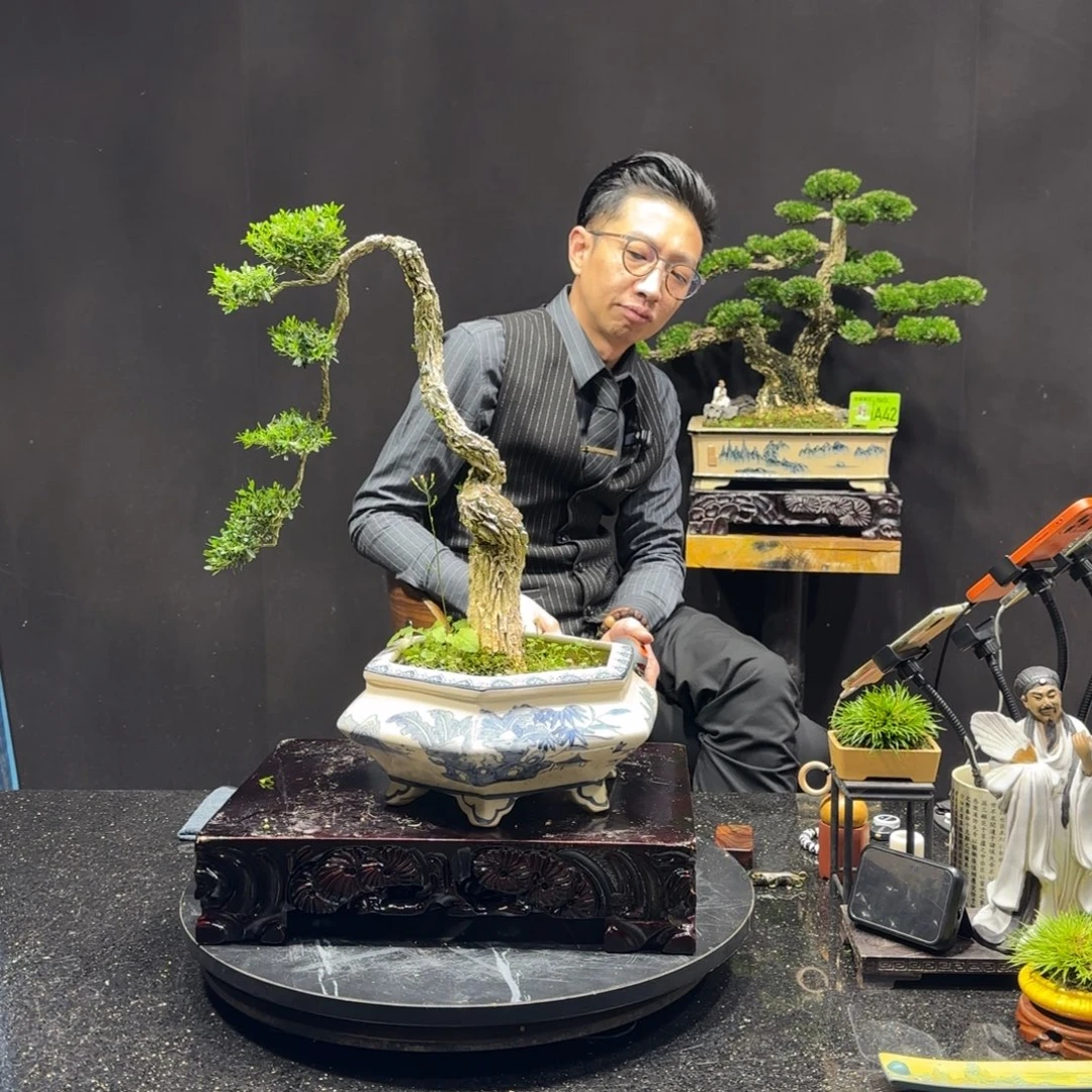 以实际为准黄杨室内室外盆景艺术