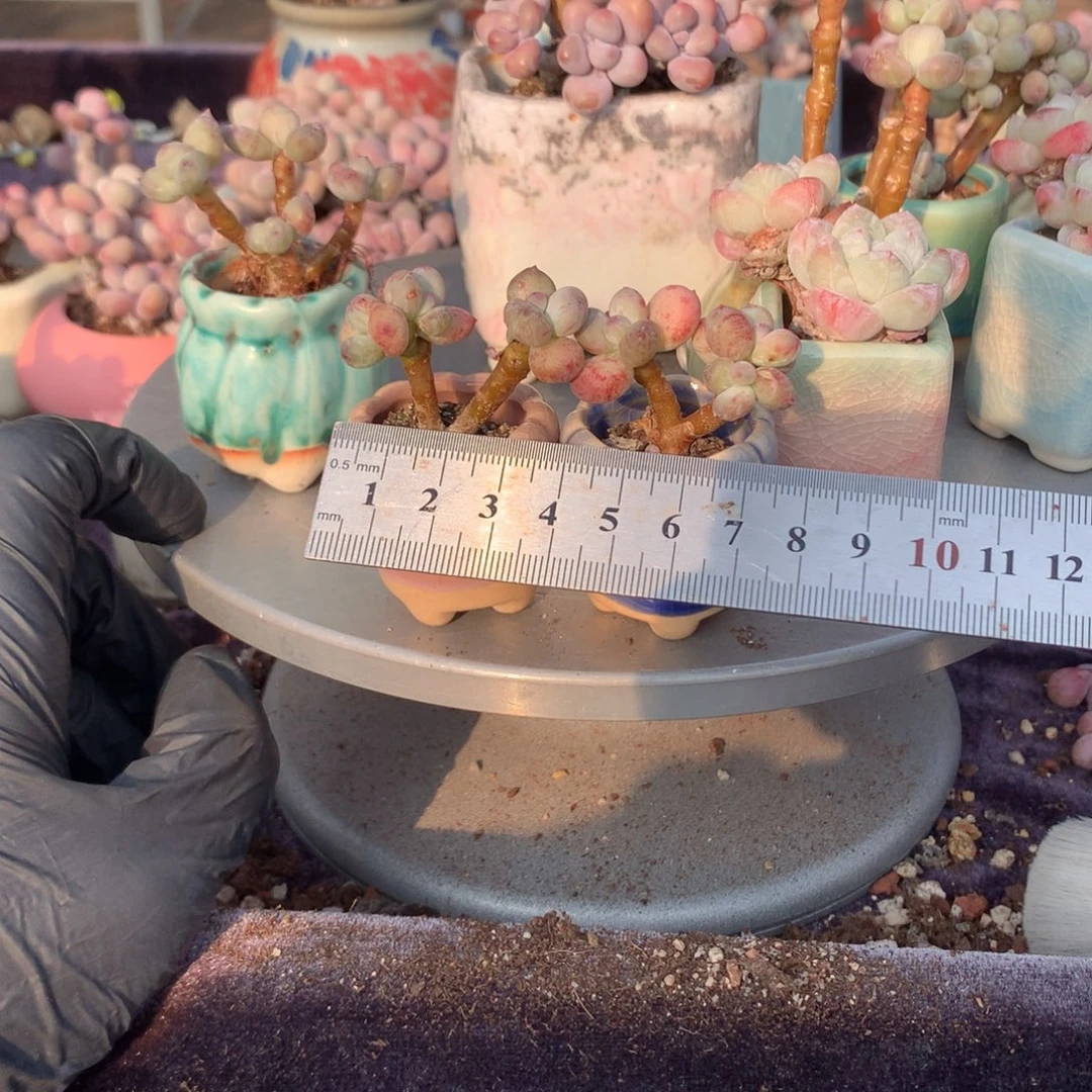 M***2颗带盆偏远地区不包邮的