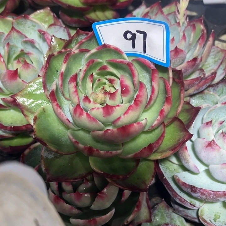 小***花97///://::////////