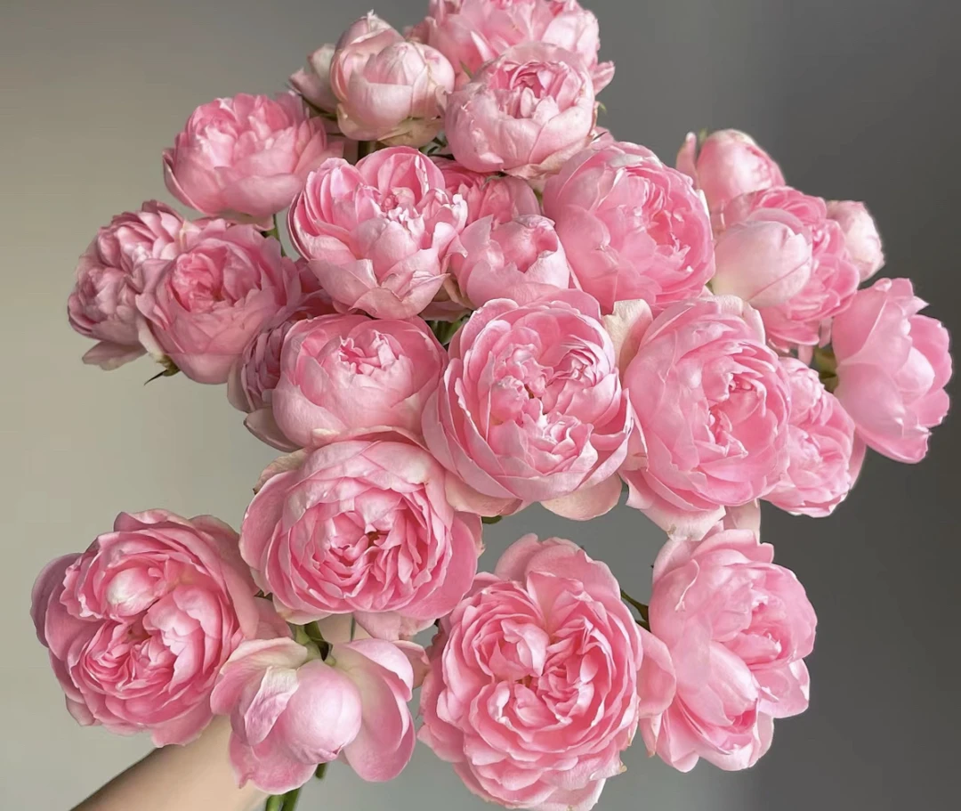 （曼）  午夜七星8支+2支防损 鲜花任意满2单包邮