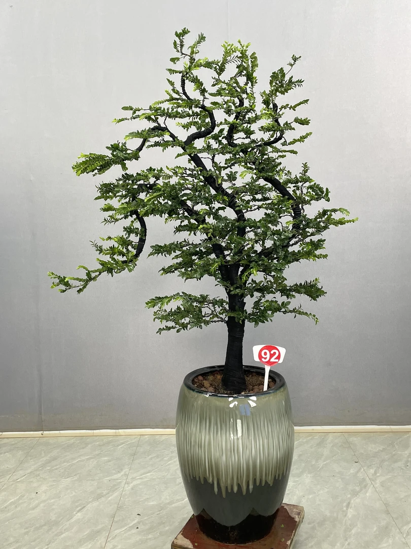 广东小叶紫檀黑骨茶室内外高端名贵盆景客厅办公室常绿造型绿植