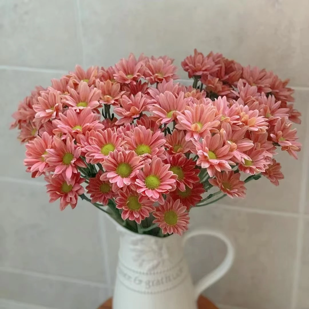 小羊【橙色三文鱼小雏菊】菊科类 水养花期长 | 单品任意两单包邮