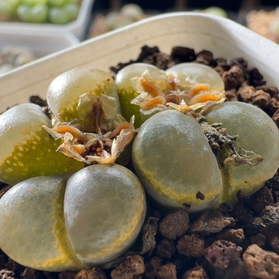 3534风铃玉肉锥植物清棚价