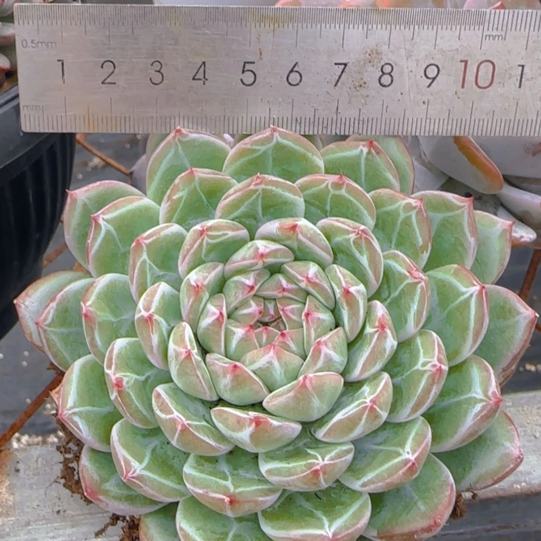 【闪购商品】雪花珍妮9.9