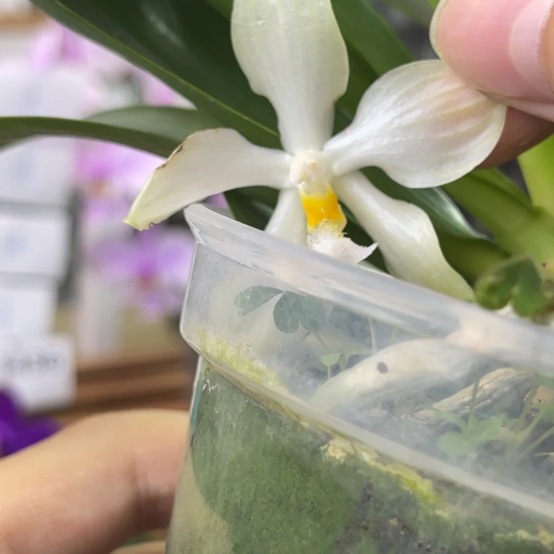 完全开放SWR米库氏-原种-1353