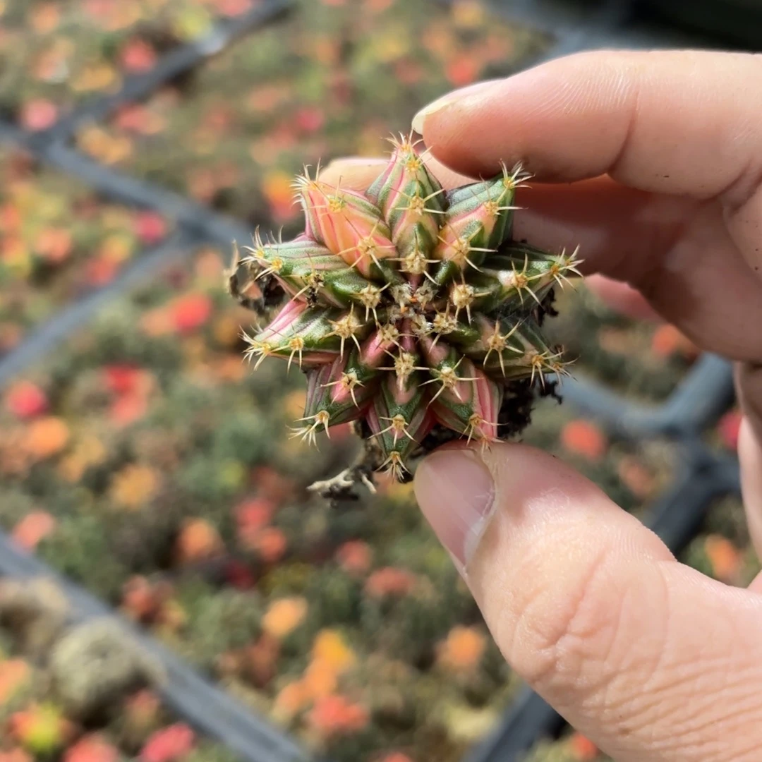 泰国米哈实生725-1122