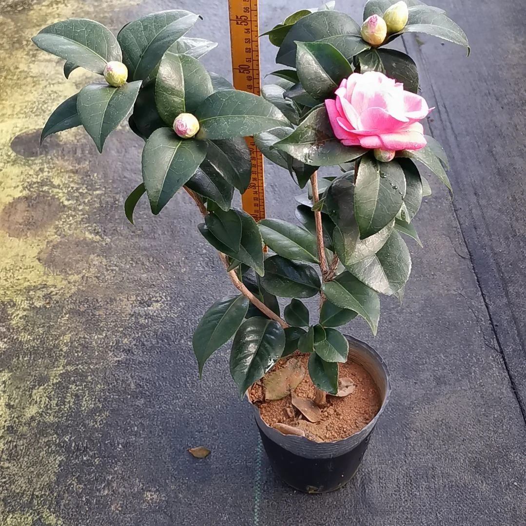 少量花朵（建议范围：2朵-5朵 或40%以下）牛西奥雕石