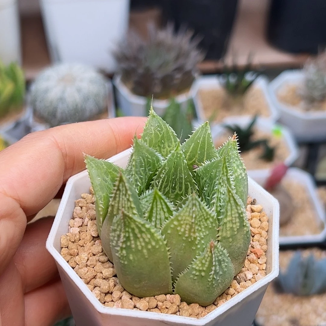 不知名十二卷一颗