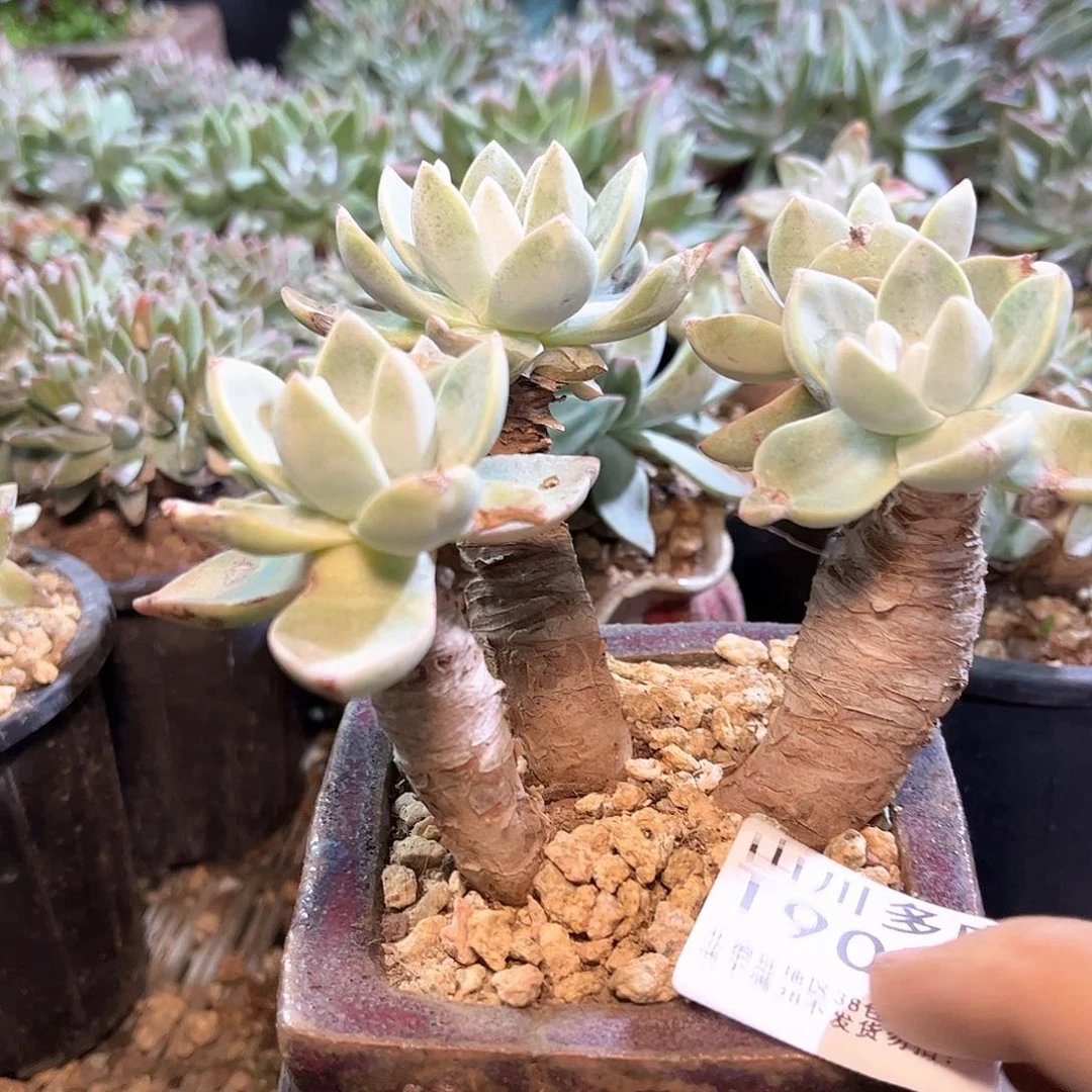 9078泡芙仙女杯多肉