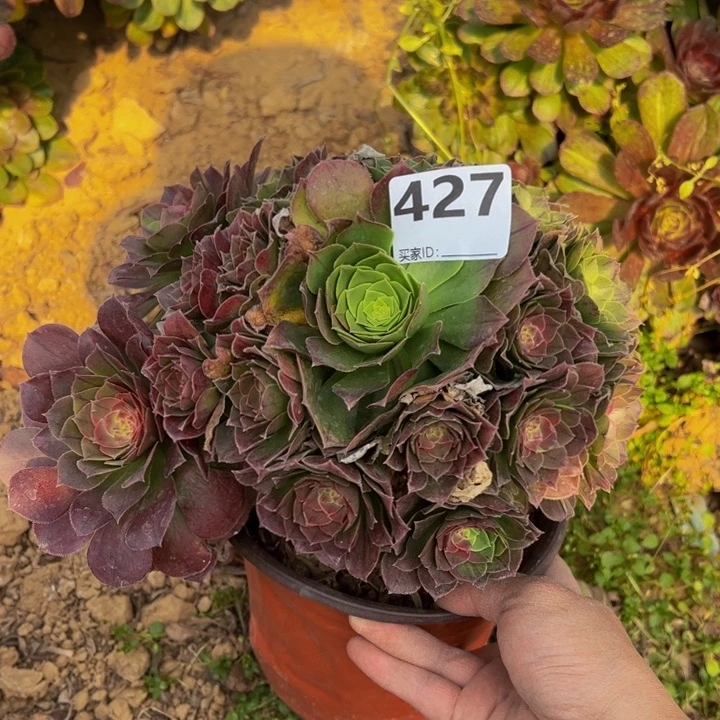 万圣夜多肉植物427