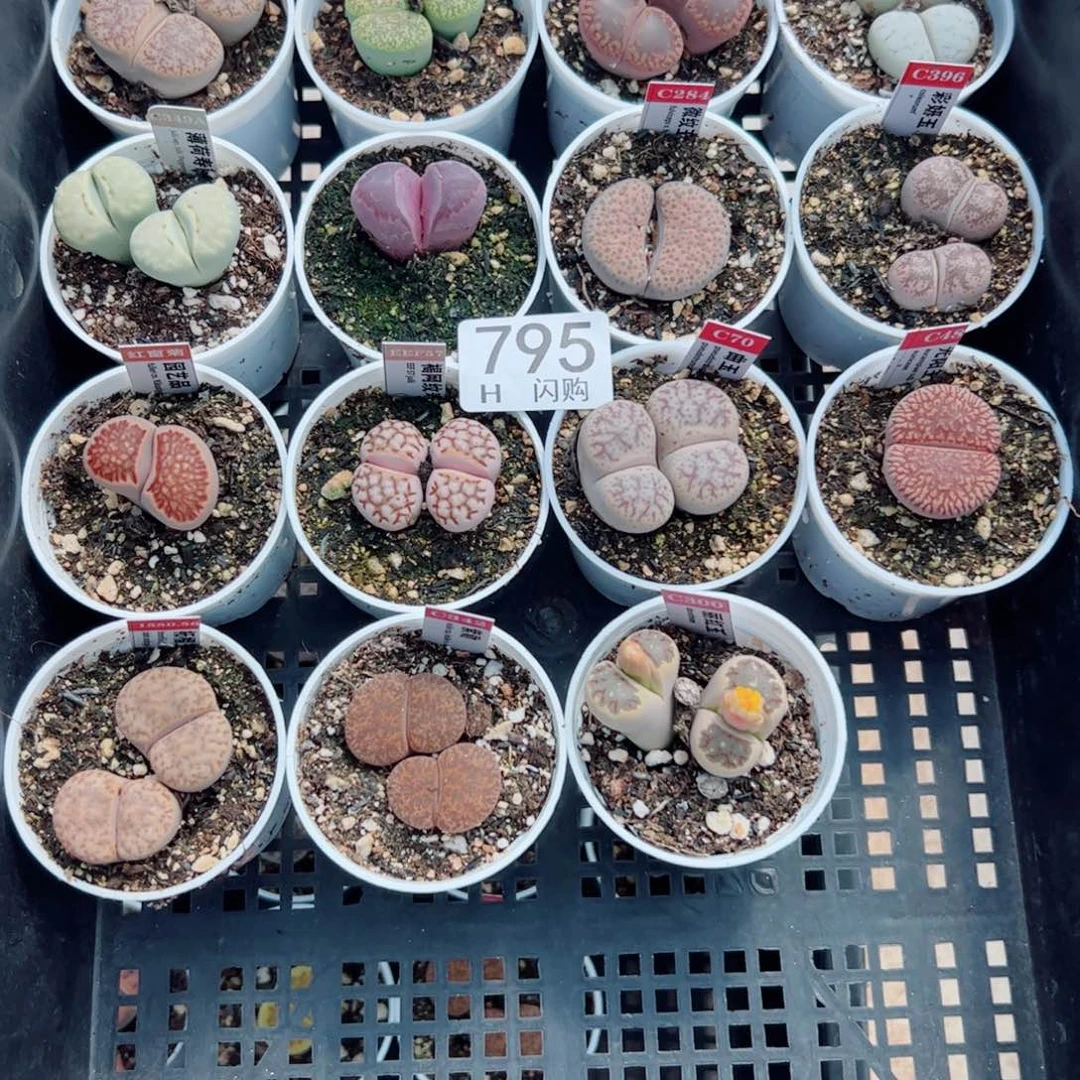 无花朵露*我很喜欢这个H795