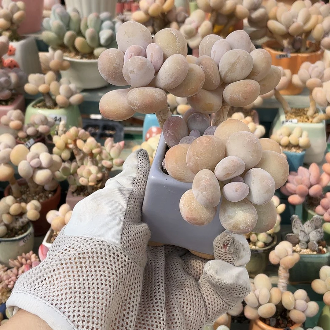多肉植物的生长发育