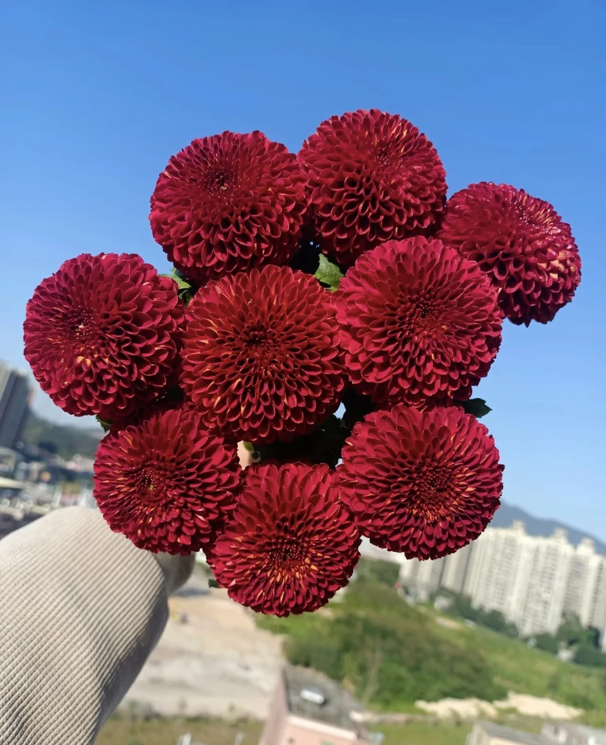 婵姐优选   红色乒乓菊
