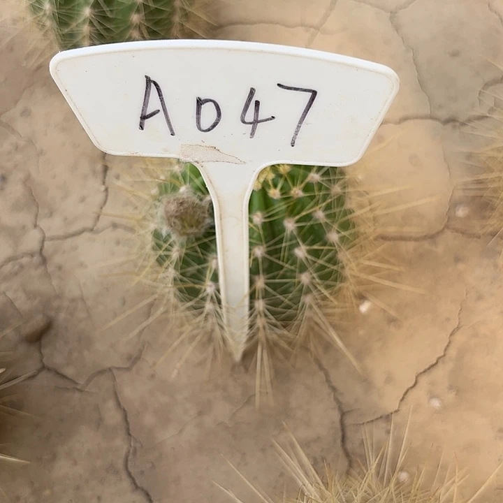 瑞*。A047,清3-279毛花柱