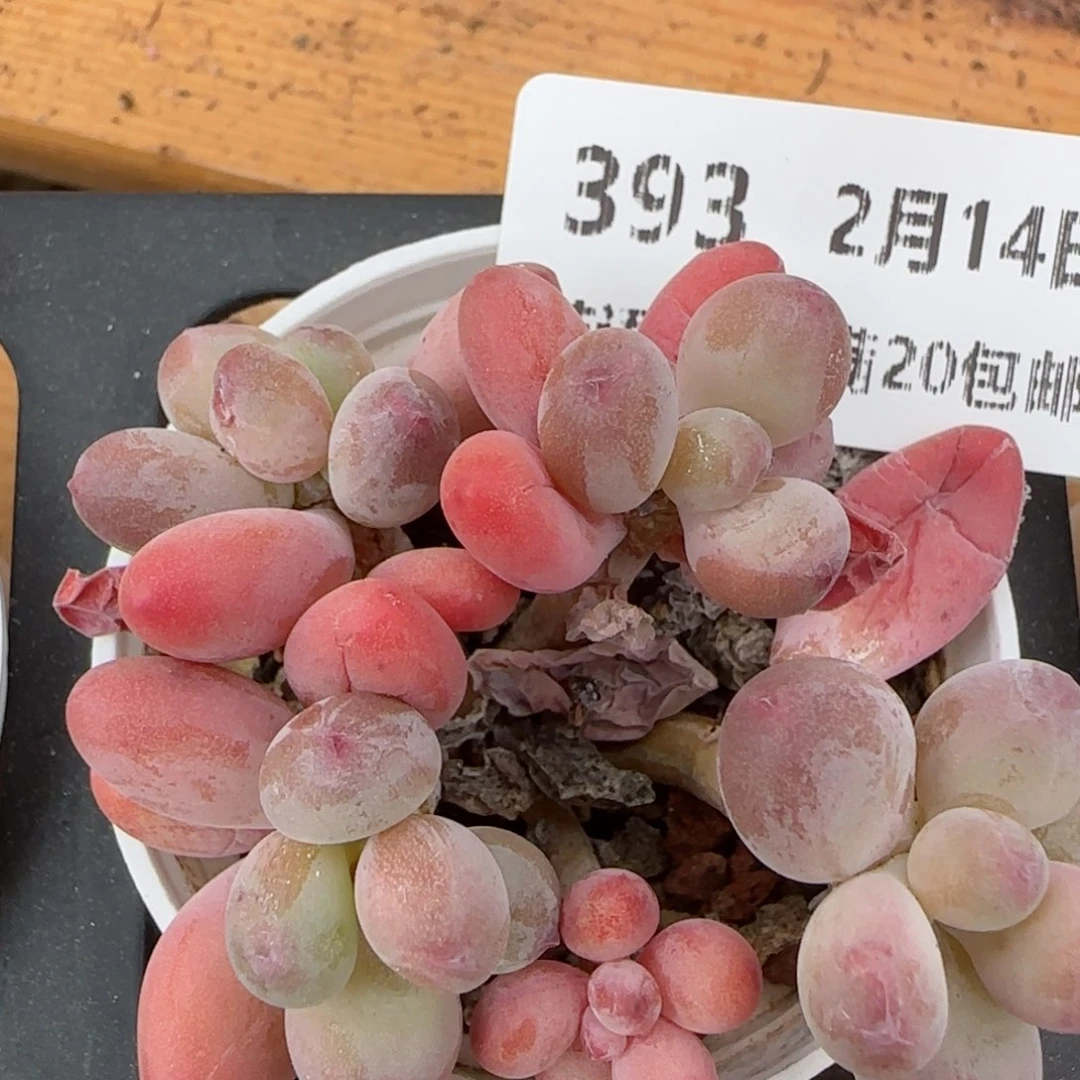 花语逸镜0214-393