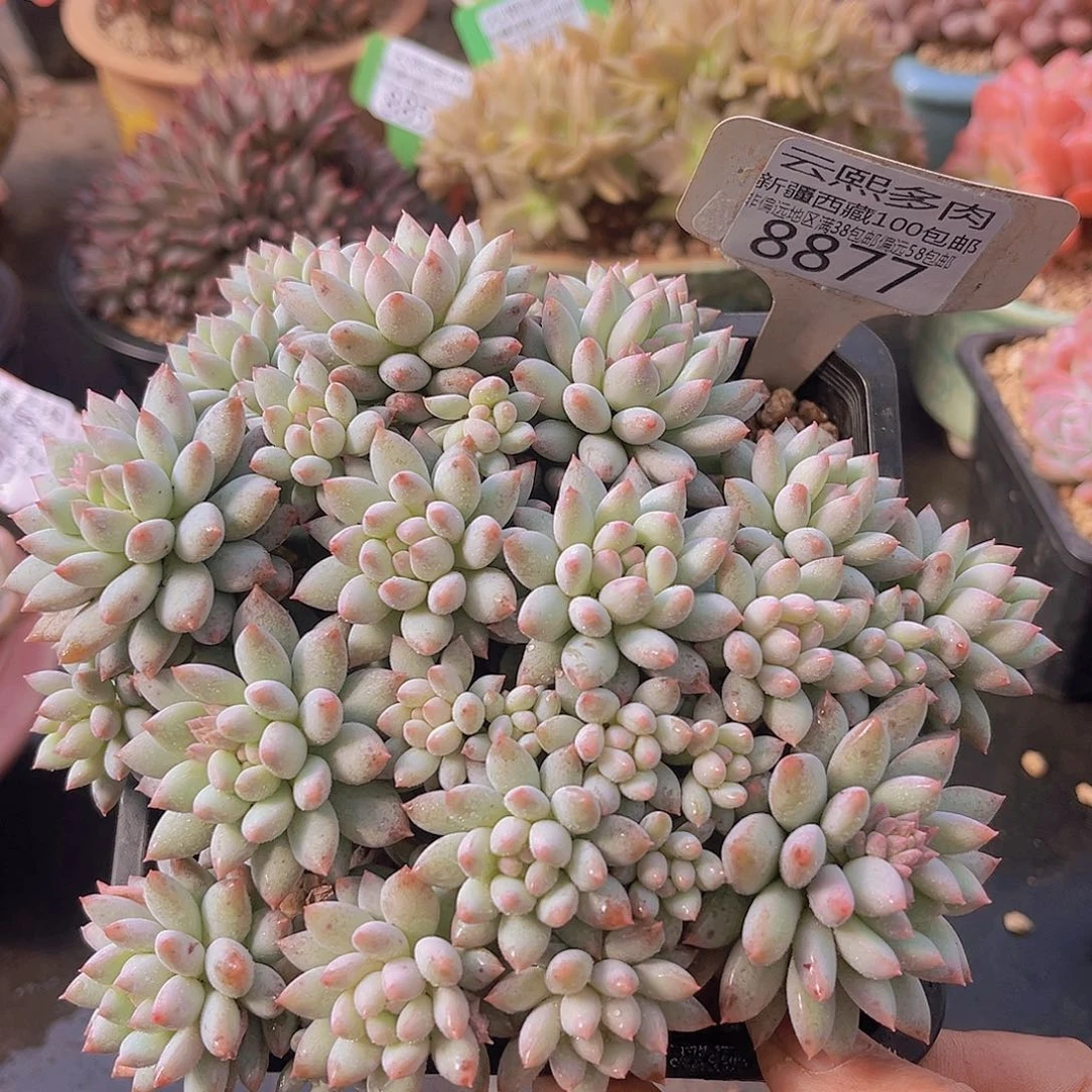 8877明珠美人多肉植物