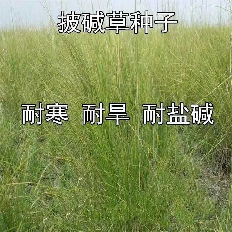 披碱草种子耐寒耐旱耐盐碱草种子多年生护坡固土四季抗风沙牧草籽