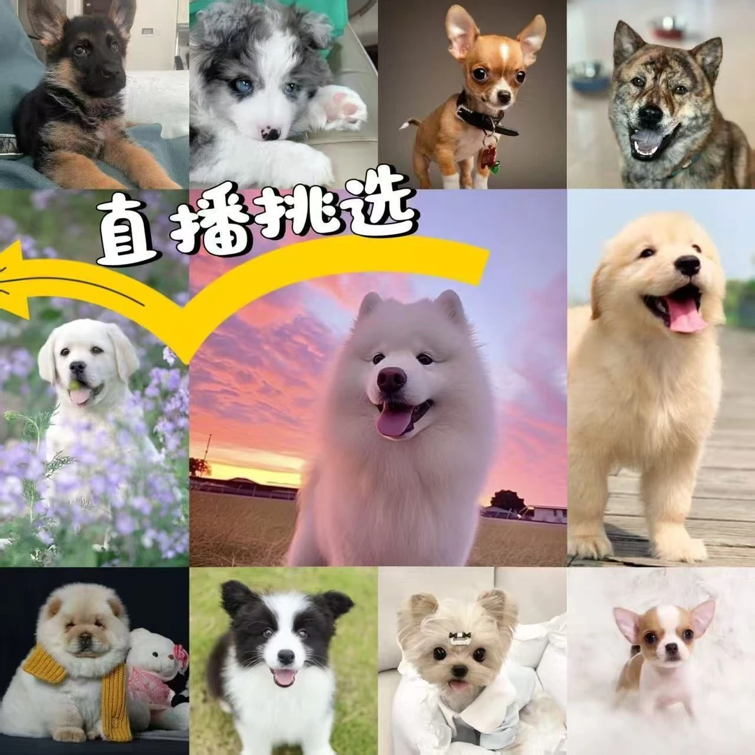 直播挑选狗博美比熊泰迪柯基金毛拉布拉多边牧德牧巴哥活体幼犬