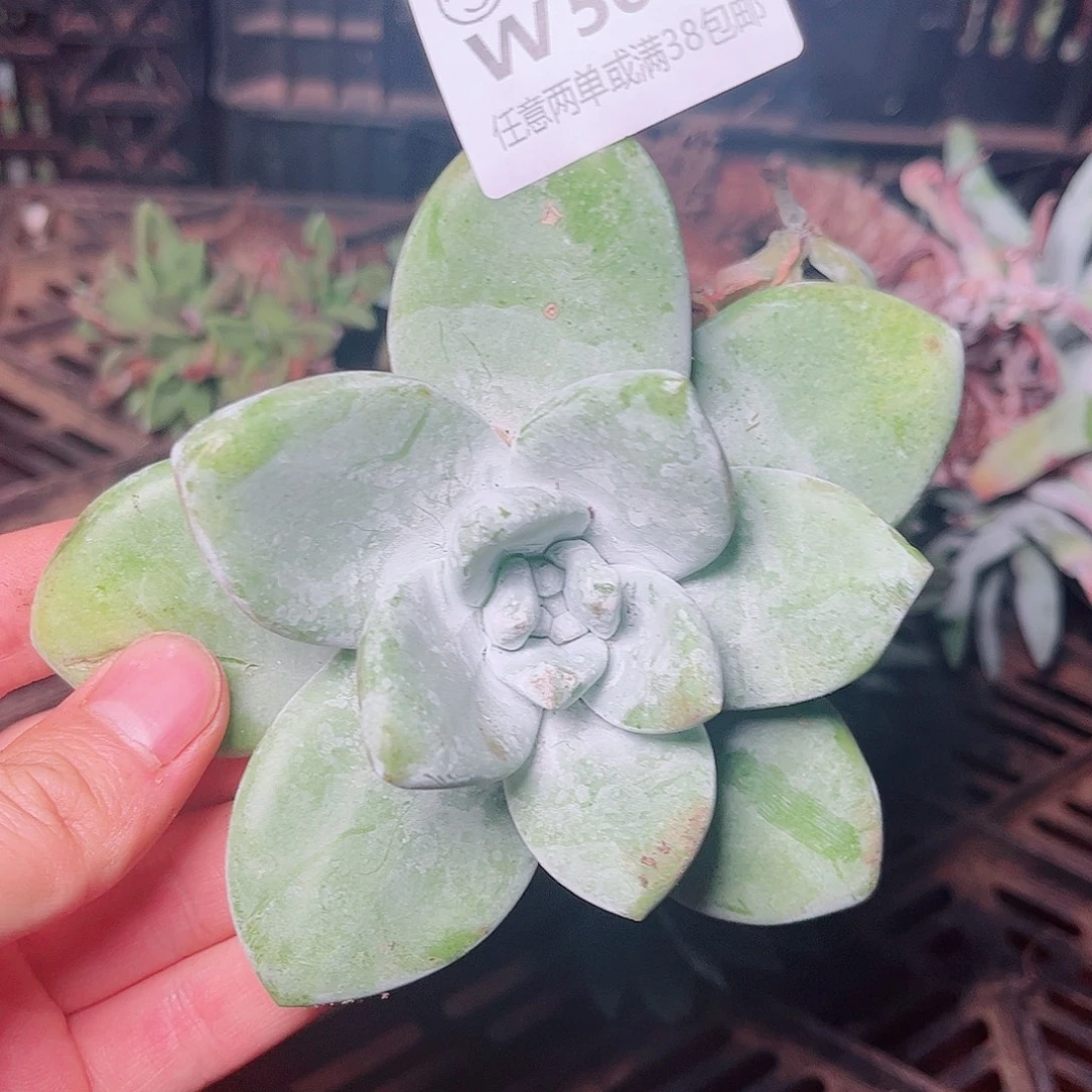 5662牡丹苹果叶啊啊啊啊