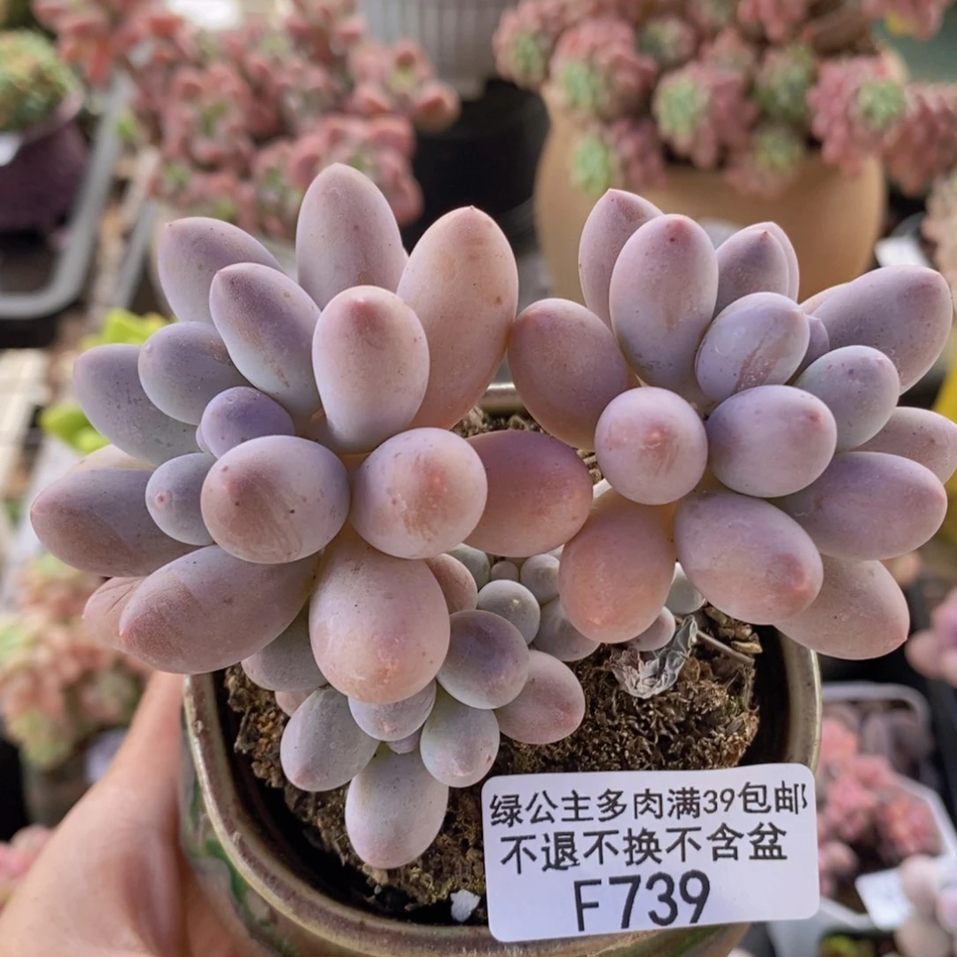 汤圆7cm739多肉植物