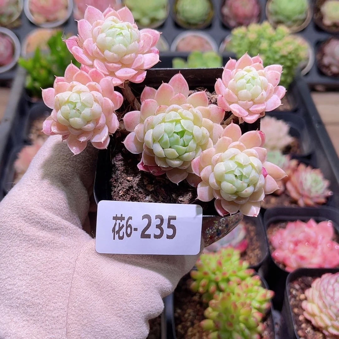 花利美6-235羊脂球