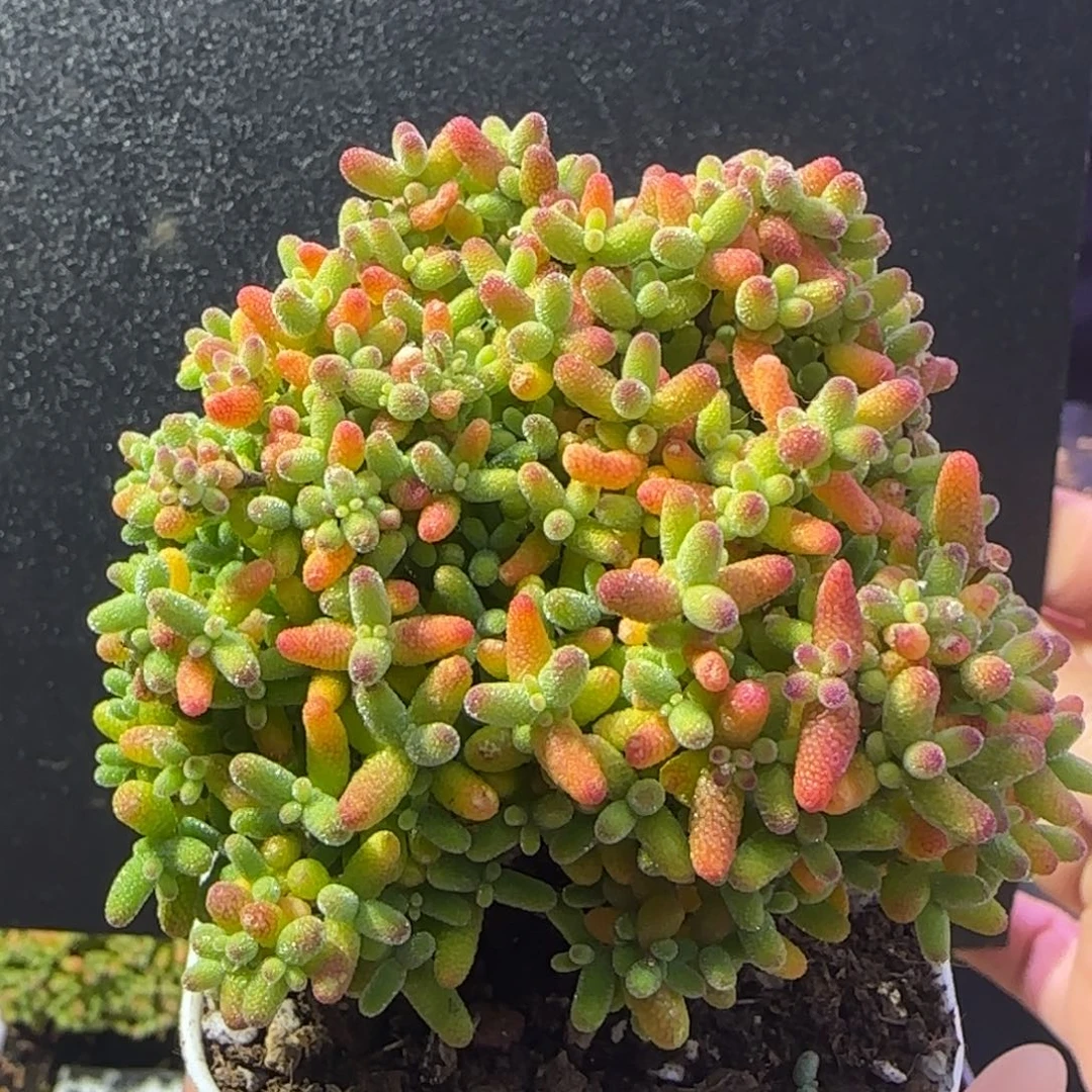 dy1249精控蜜橘直杆冠幅6.5cm