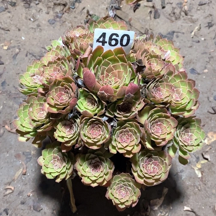 法师植物一物一拍460