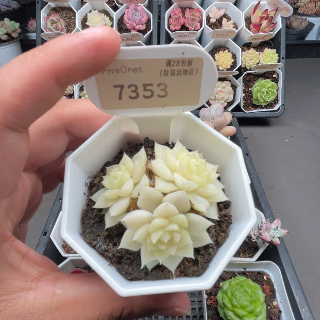 7353白天鹅4.5厘米