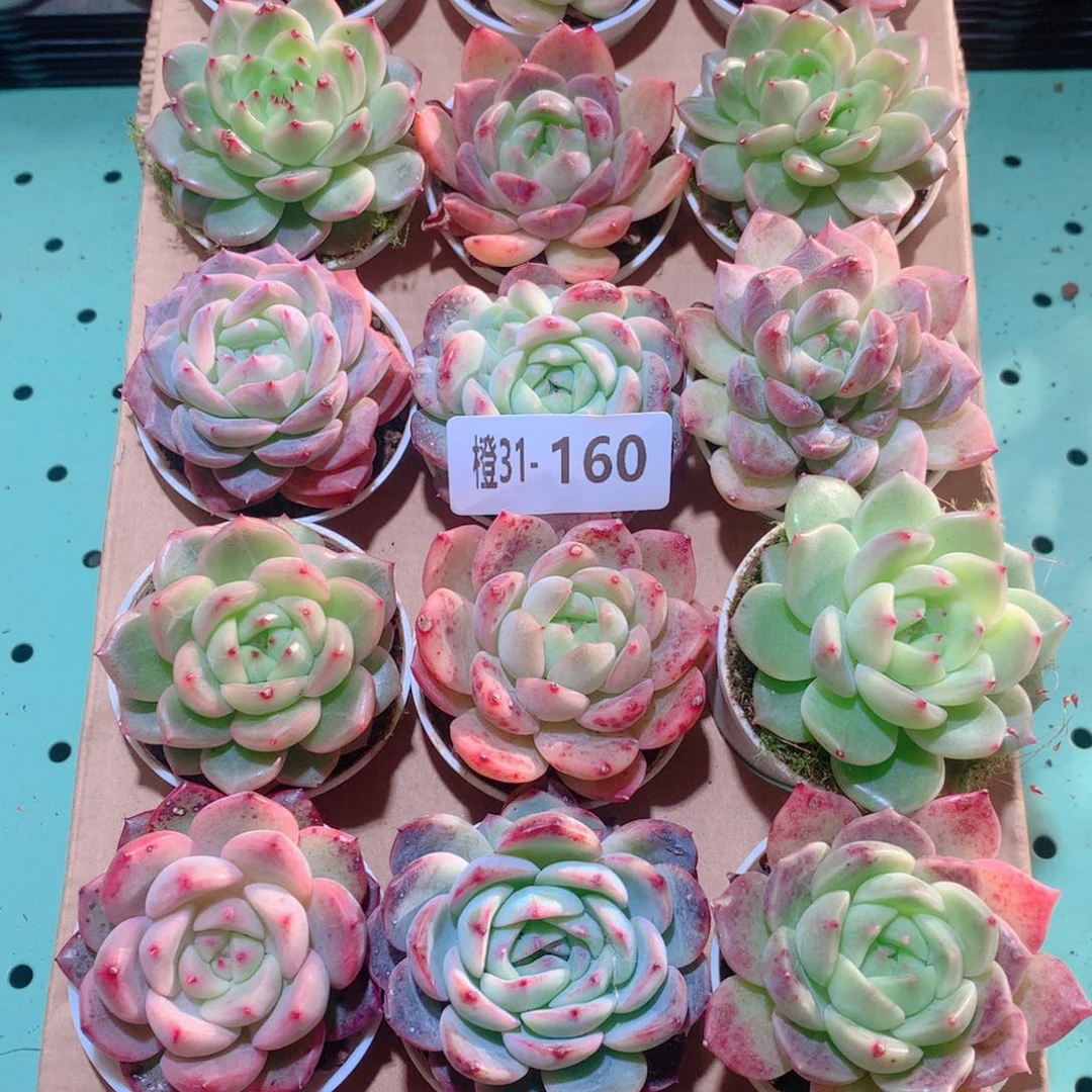 31-160一物一拍多肉带盆18颗