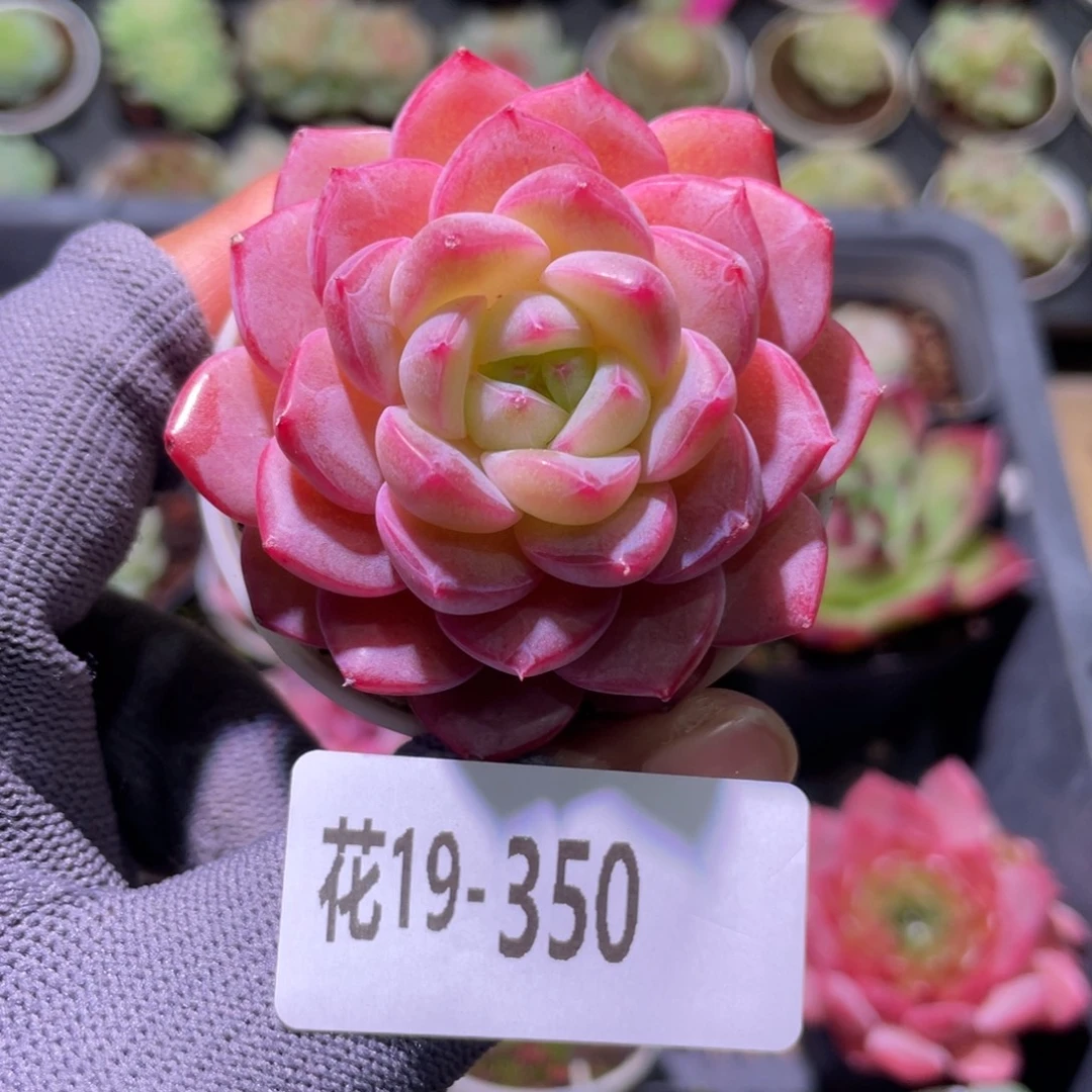 花利美19-350糖心