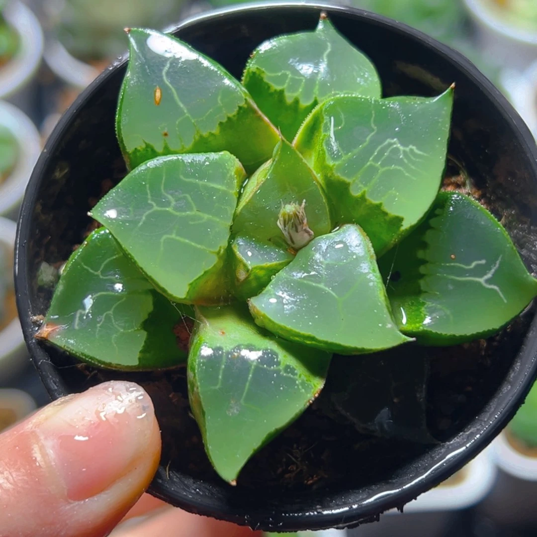 龙禧克玉露多肉万象盆1