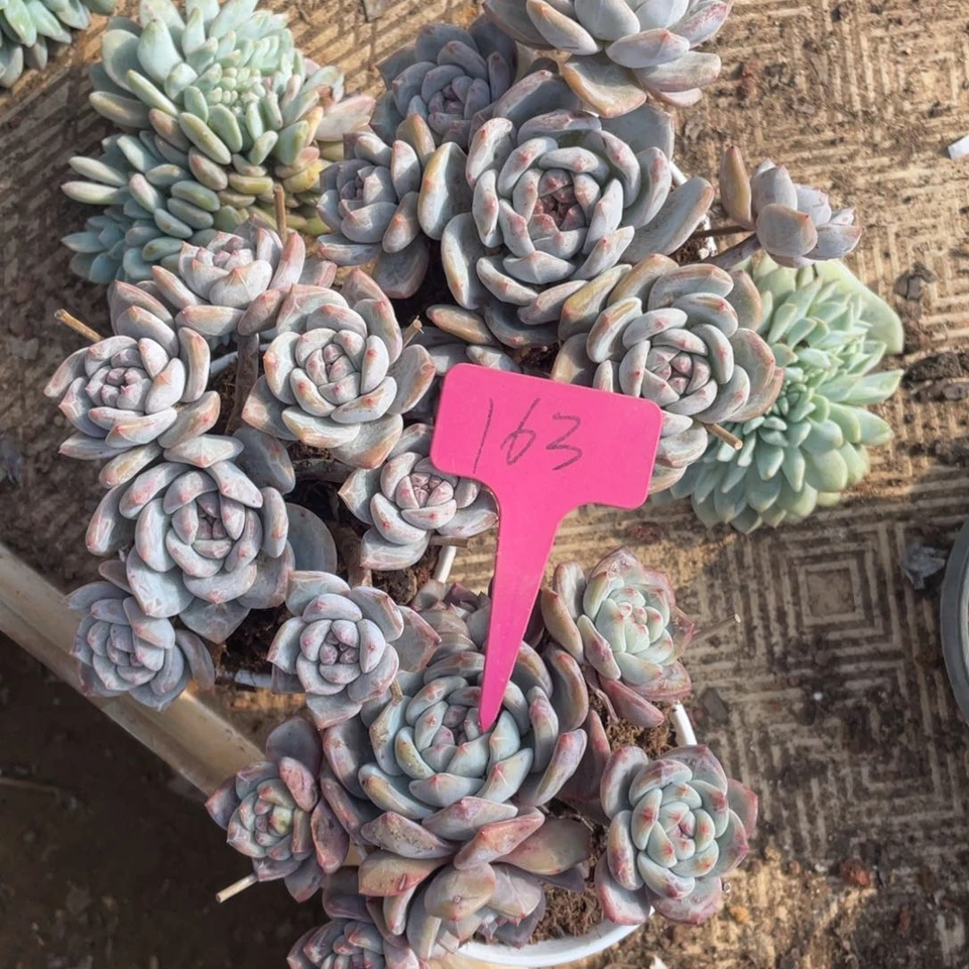 .***瓜星影多头群生163号