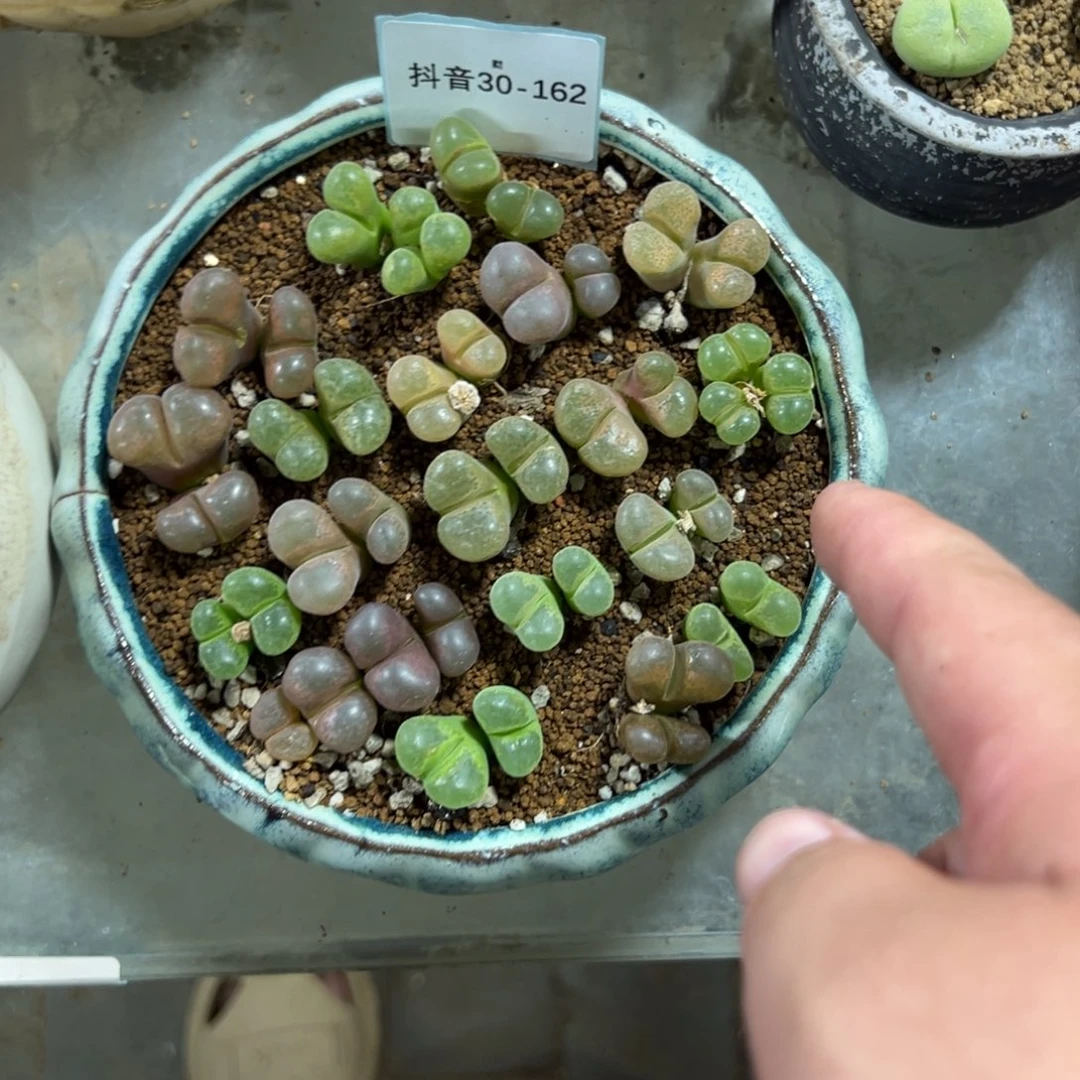 30-162量拍双头风铃一颗