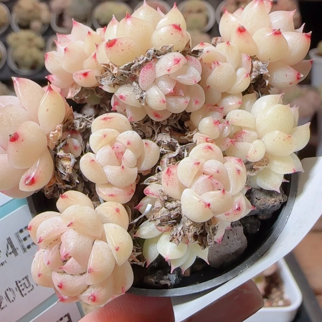 露***么花语多肉1224-136散