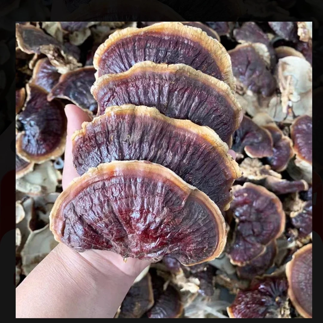 小宇助农山货 白肉灵芝 非香菇