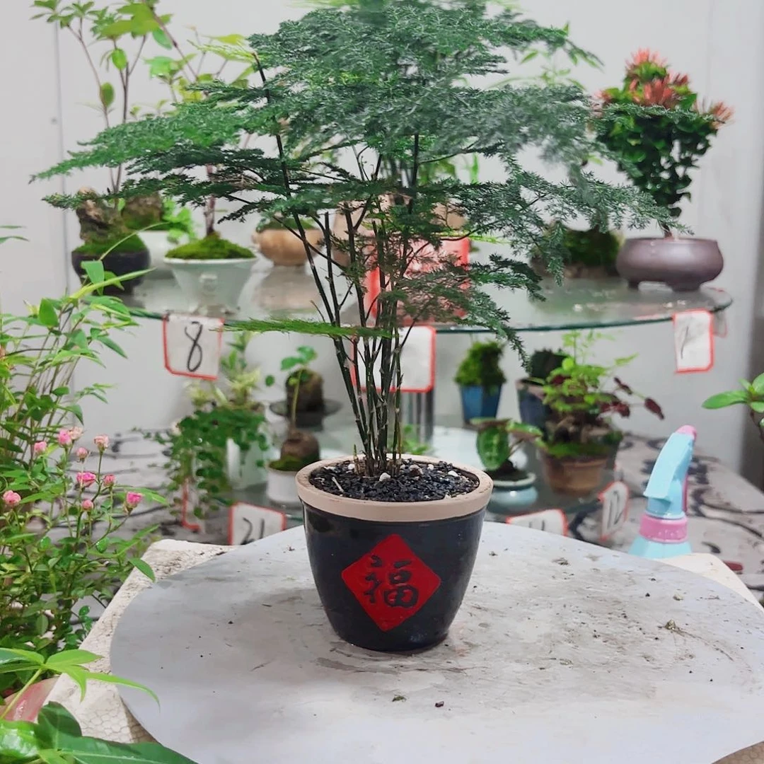 无花朵ღ****࿐一物一拍 所见即所得3